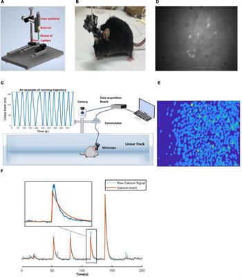 Scopolamine Impairs Spatial Information Recorded With “Miniscope” Calcium Imaging in Hippocampal Place Cells